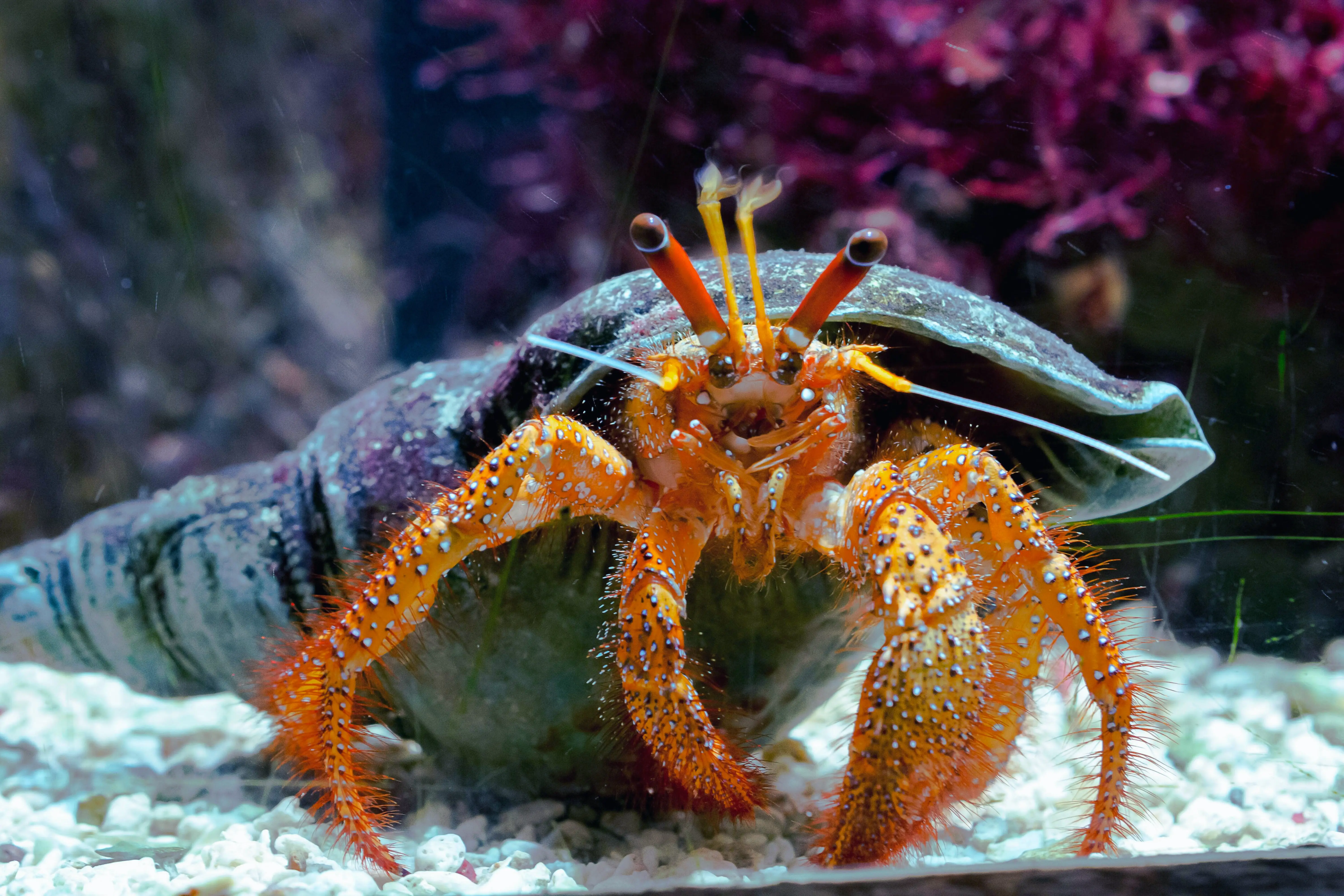 Red Leg Hermit Crab